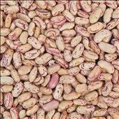 Rajma Chitra Loose
