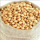 Soyabean Seeds Loose