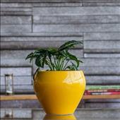 Planter Big yellow